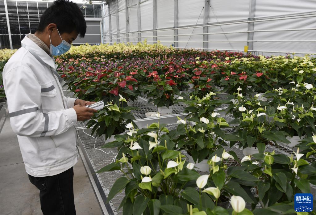 甘肃和政：智慧农业助力花卉产业升级