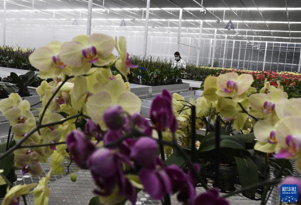 甘肃和政:智慧农业助力花卉产业升级