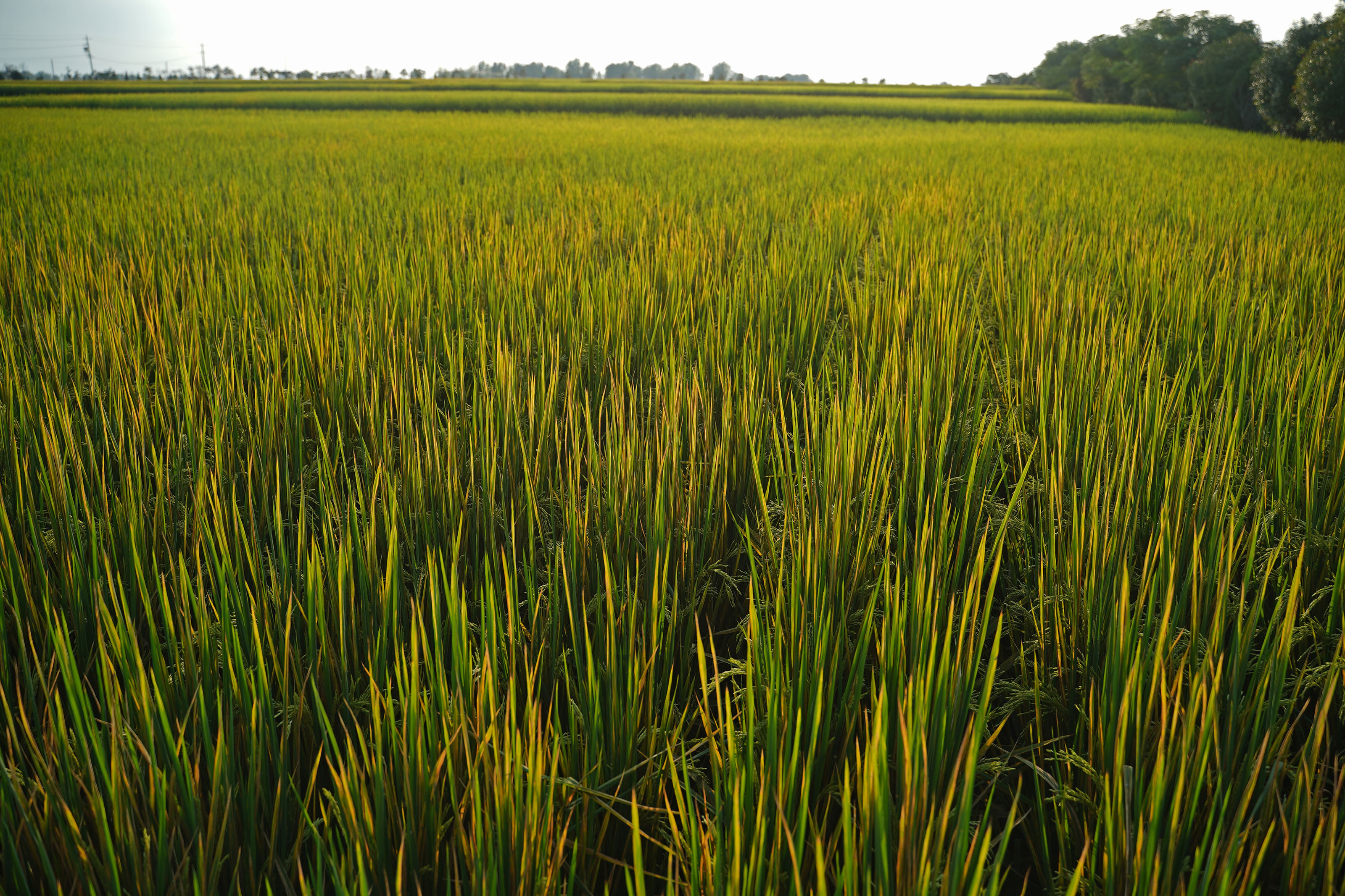 北大荒集团现代化水稻生产基地