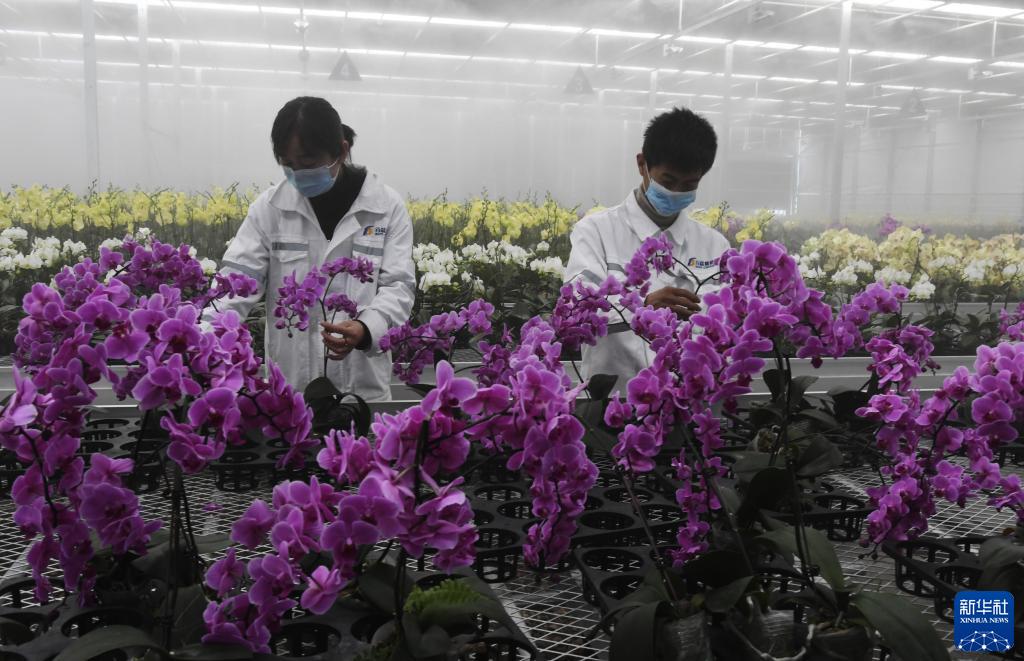 甘肃和政:智慧农业助力花卉产业升级