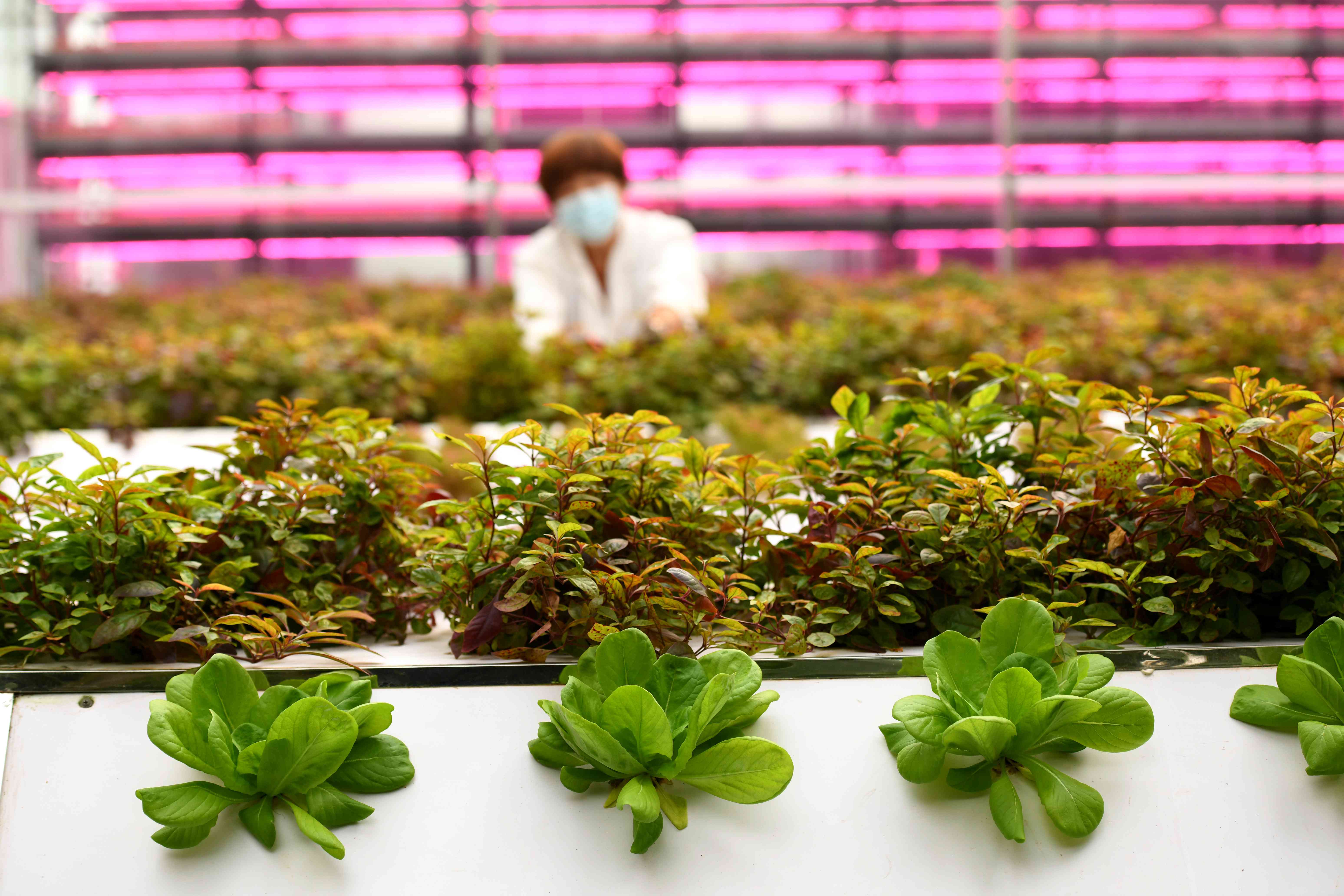 工人在河北省一家“智慧农场”温室内管护蔬菜