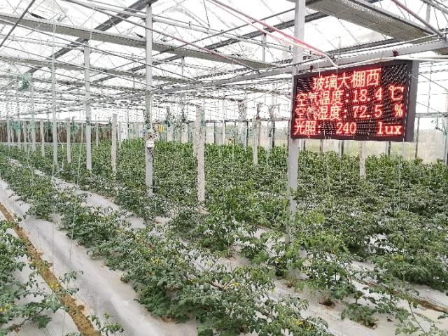 邓家埠水稻原种场农业科学研究所物联网大棚 邓家埠水稻原种场农业科学研究所物联网大棚