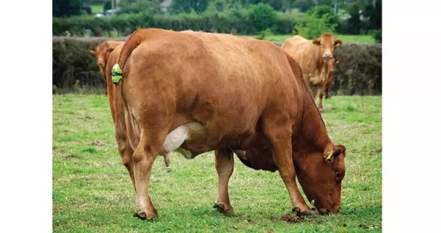 奶牛戴上VR眼镜仿佛回到草原,产奶都能多产5升!畜牧元宇宙来了?