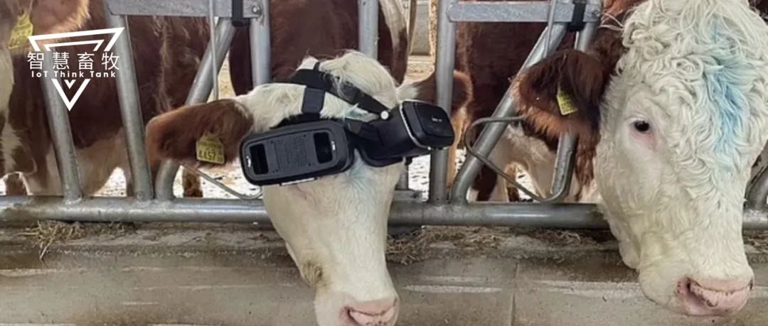 奶牛戴上VR眼镜仿佛回到草原,产奶都能多产5升!畜牧元宇宙来了?