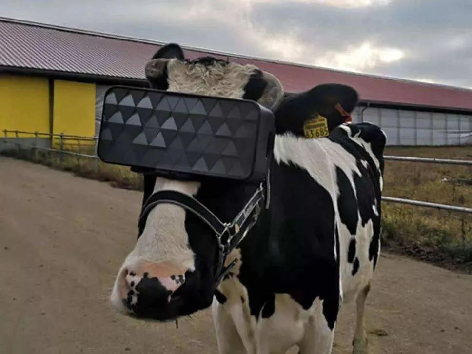 奶牛戴上VR眼镜仿佛回到草原，产奶都能多产5升！畜牧元宇宙来了？