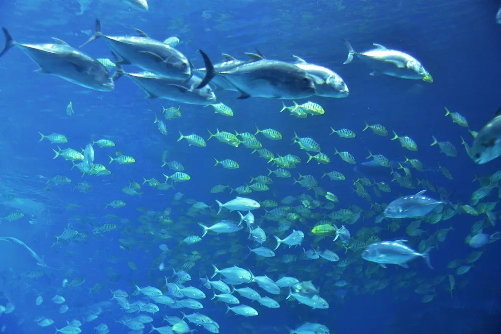 工业互联网4年跨越式发展,谁成了这片海域的“巨鲸”?