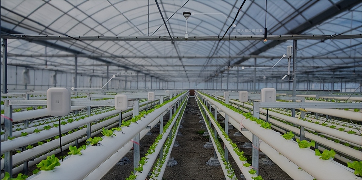 物联网解决方案：智能农业大棚花卉绿植种植检测系统
