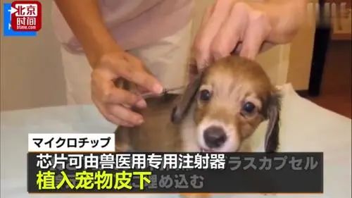 6月1日起！日本强制给猫狗植入芯片，“动物联网”先来了