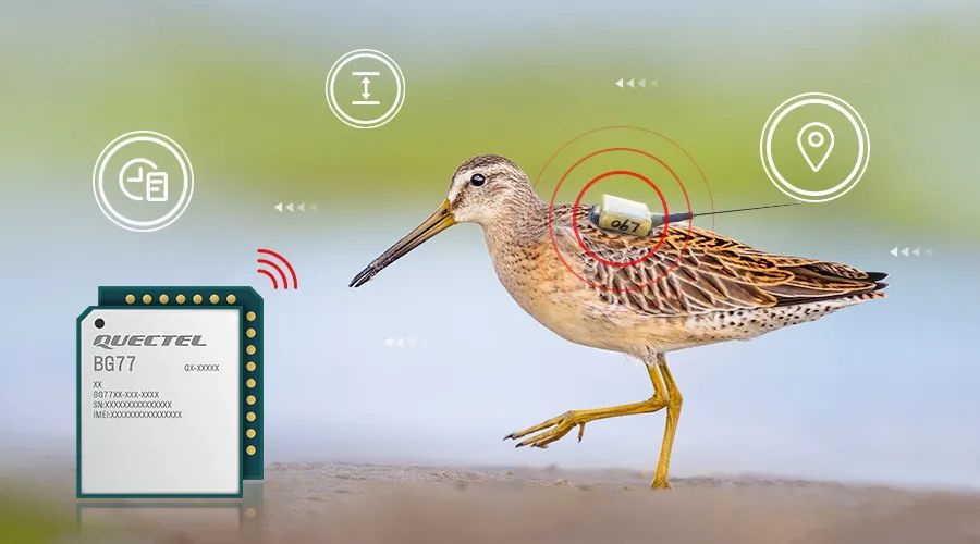 移远通信物联网整体解决方案，助力小型鸟类实现全球追踪