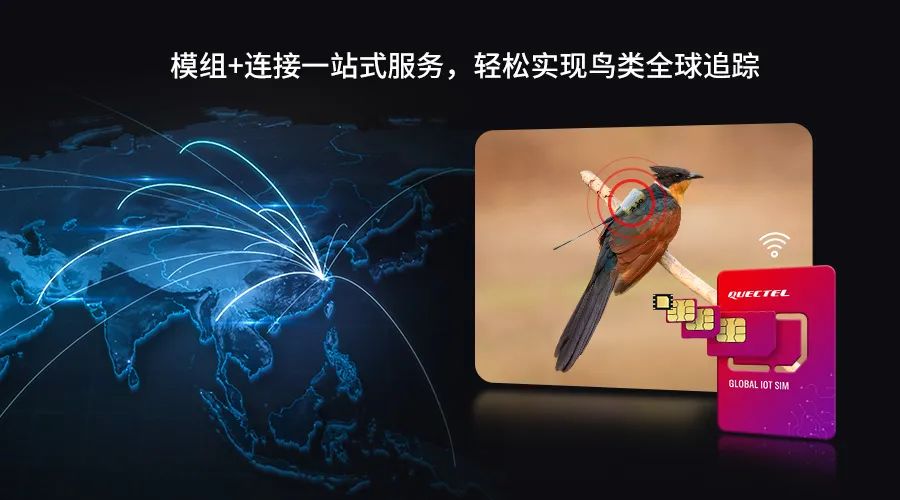 移远通信物联网整体解决方案，助力小型鸟类实现全球追踪