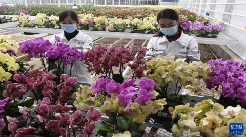 智慧农业助力花卉产业升级