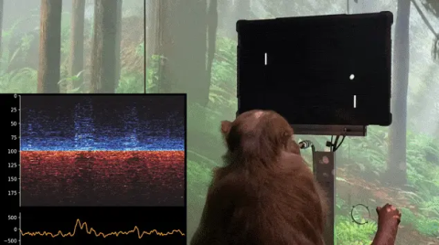 马斯克 Neuralink 脑机接口公司被控虐猴：猴子经历了极端痛苦