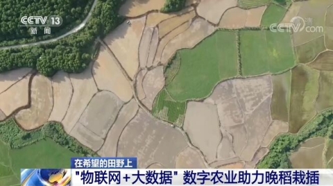 “物联网+大数据”数字农业助力晚稻栽插
