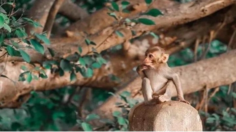 Remote Monitoring将使用Pod Group的全球物联网连接保护濒危动物