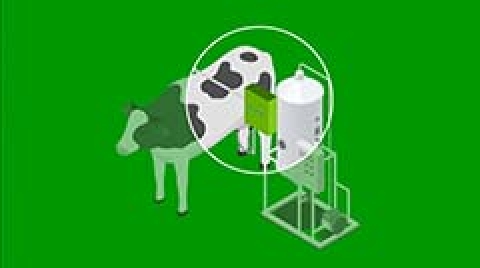 Labby希望借助传感器实现奶牛的每日自动化检测