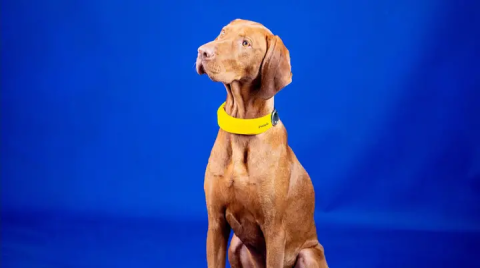 Invoxi智能项圈就像是宠物狗的Apple Watch