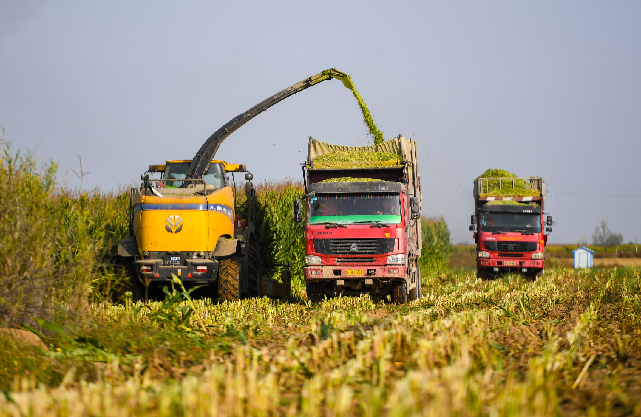 达拉特旗展旦召苏木的农民使用大型机械收获青贮玉米