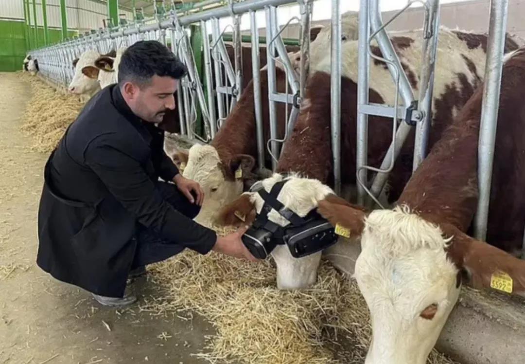 奶牛戴上VR眼镜 产奶能多产5升！