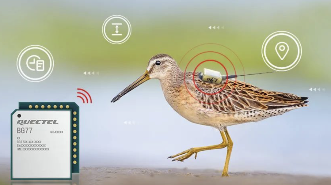 移远通信物联网整体解决方案 助力小型鸟类实现全球追踪